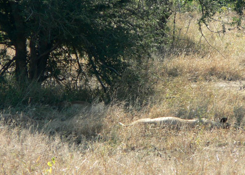 JAR 299.JPG - A po pár krocích opět lehla.